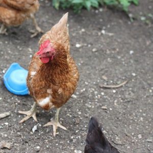 Sabung Ayam SV388 Laga Ayam Online Terbaik Oakleysglasses
