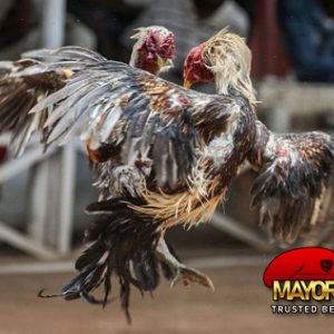 Mainkan Taruhan Sabung Ayam SV388 Online Di MayorQQ